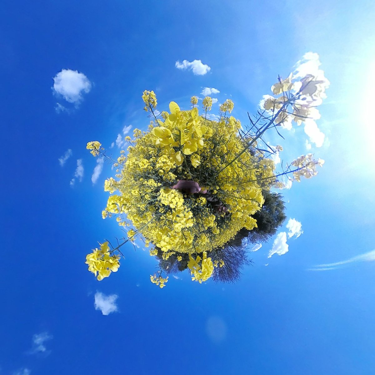 beetightapp's tweet image. The fields are buzzing around here.