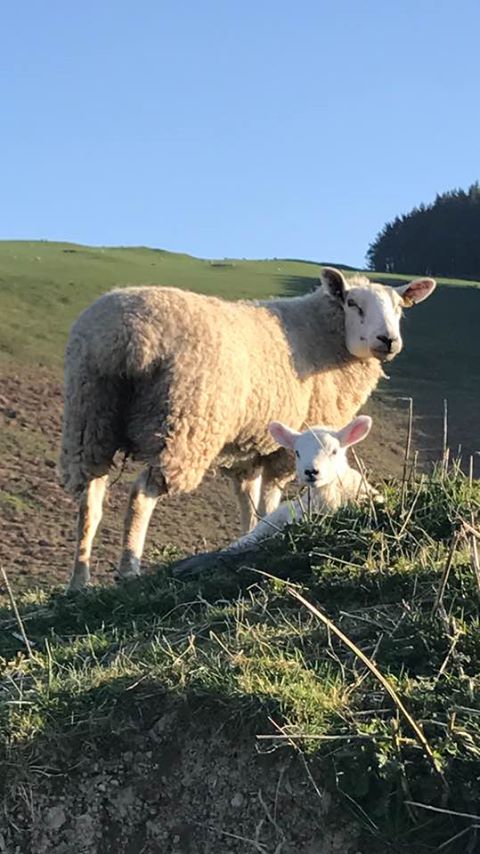 FarmWelsh's tweet photo. Love this time of year.

@FarmWelsh #OnFarmVisits #Spring #FarmWelsh https://t.co/k9HCR5wCDw