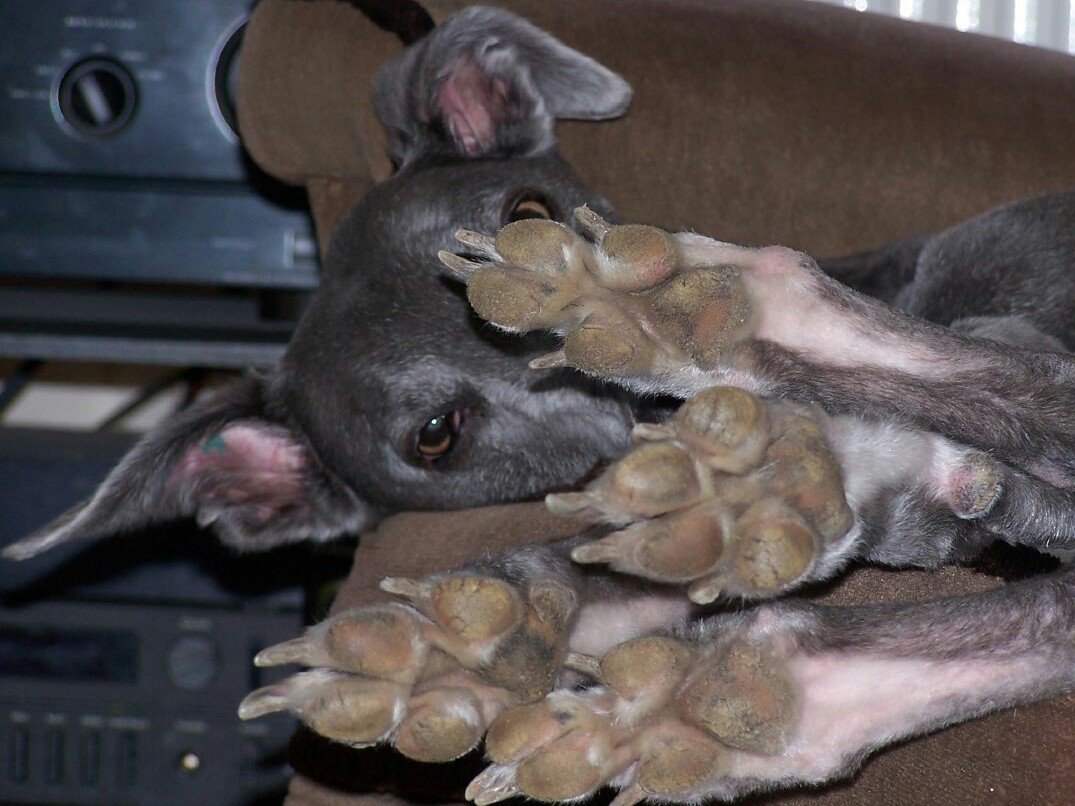 My old #GreyHound clearly not impressed at having to squeeze into a chair whilst I was stretched out on sofa! #SofaDogs