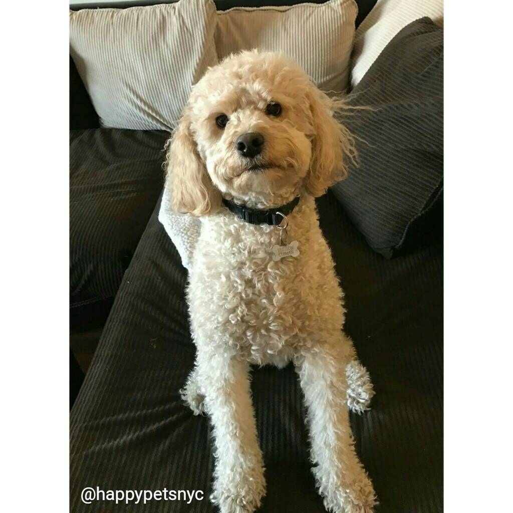 happypetsnyc's tweet image. Hudson doesn't understand why ripping up the menus results in so much fuss! #dogwalkerproblems Book Now: ow.ly/zblP30aBK1F