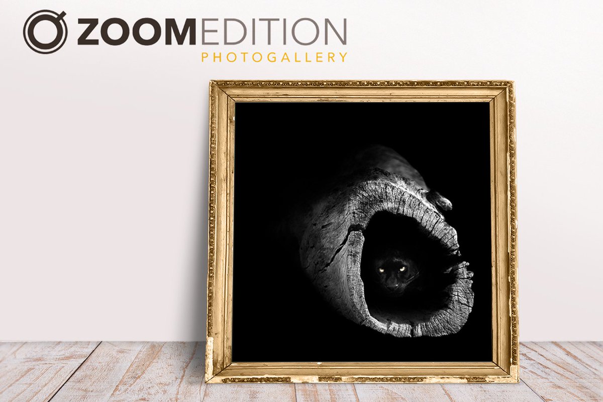 zoom_edition's tweet photo. Una corteza de tronco vacío le sirve a este leopardo para refugiarse en su casa-escondite. Solo sus ojos le delatan. #zoomedition #photo https://t.co/3TpnoI0ag1