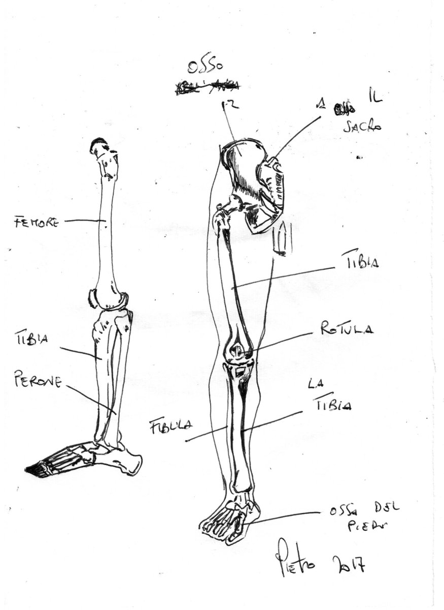 Peterartist76's tweet photo. Study #bones #leg #anatomy #artist #Pietro #drawing #illustration #improveknowledge #practise #draw #art #sketch #pen https://t.co/pIl68Pw7Nr