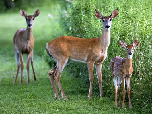 DKLDESIGNGROUP's tweet photo. Tired of Deer Eating your landscape? A Landscape Architect can newly design a Landscape that can deter deer. #mtlmagazine #PittsburghMag https://t.co/WVQz4cfody