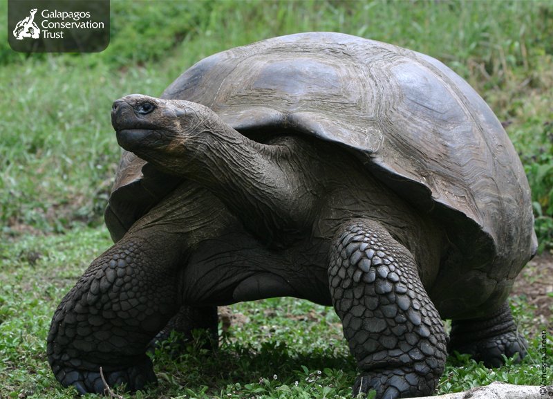 galapagossip's tweet image. Happy #EarthDay! Learn something new via our interactive #Galapagos tortoise tracking pages goo.gl/BC8KRj
