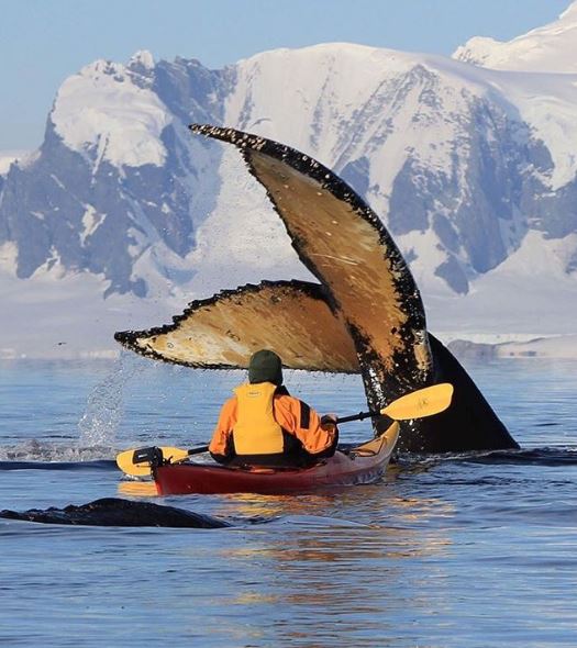 discoverAXA's tweet photo. If you think #JobHunting is scary, try kayaking with humpback whales 🐋 😯 Are you as fearless as Chelsie? https://t.co/fz6435SJG1 https://t.co/r6ztjlTtxO