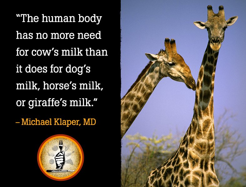ForksOverKnives's tweet image. Why we don't need to drink cow's milk: bit.ly/1TQxG1v.