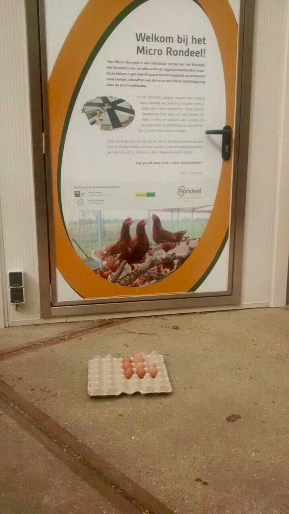 Jaaaa de eerste microRondeeleitjes zijn gelegd. De dames hebben het dus erg naar hun zin #HaagseEitjes <a href="/RondeelEi/">Rondeel Ei</a>