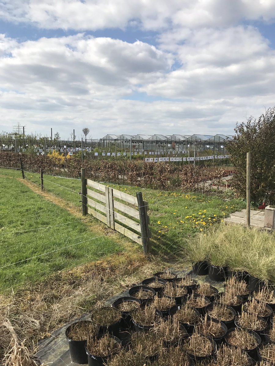 janseton's tweet image. Vanmiddag uitgebreid rondgekeken bij kwekerij #popken in #exloërveen. Prachtig familiebedrijf met sfeer en veel aandacht voor de klant. #top