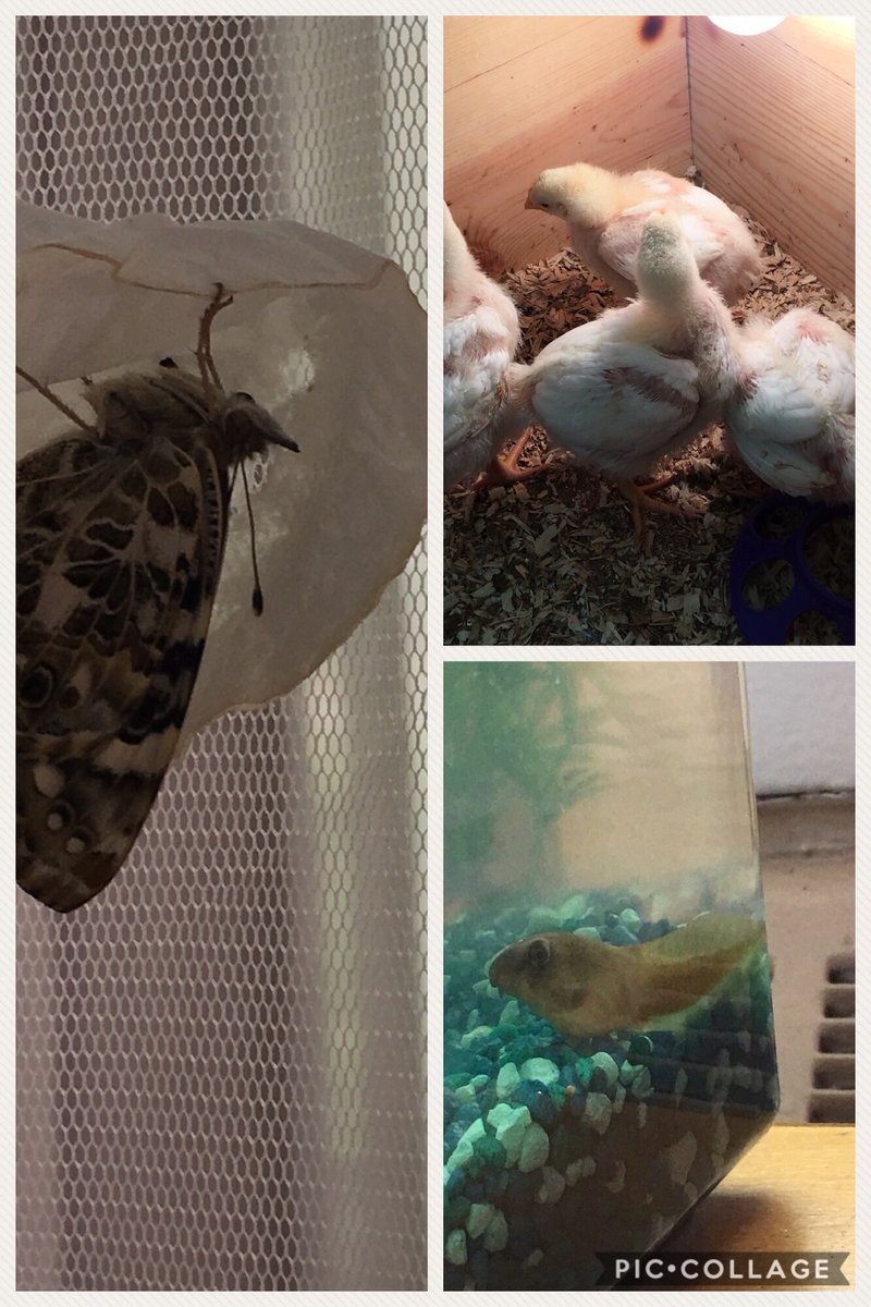 We have our first butterfly! Our chicks are getting huge and our tadpoles have new rocks!! #hatchery #lifecycles <a href="/CompassHMC1/">Compass Elementary</a> <a href="/DrMikeCamp/">Dr. Mike Camp, Ed.D.</a>