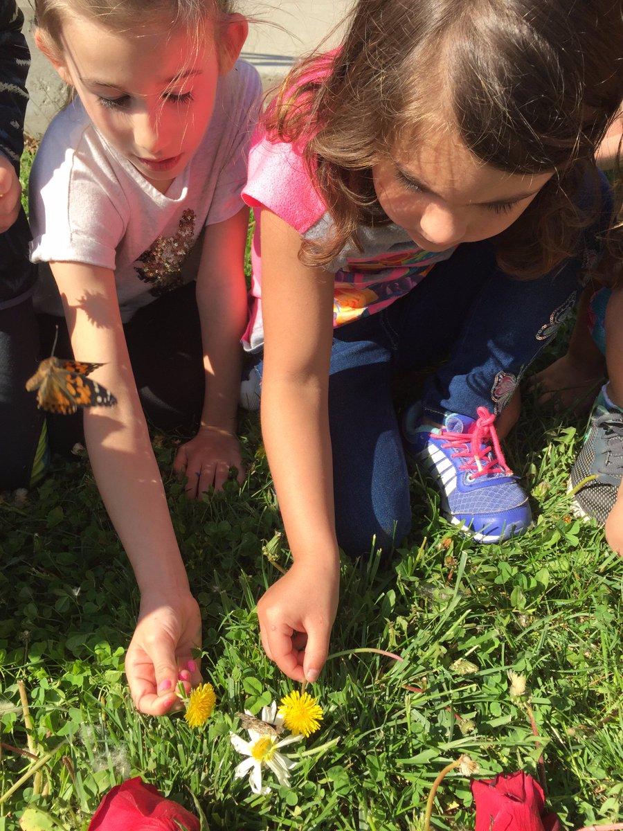 Fly free!!  It's been fun, butterflies! #butterflylifecycle #HowdotheyDOthat #butterflyreleaseparty #lssharks