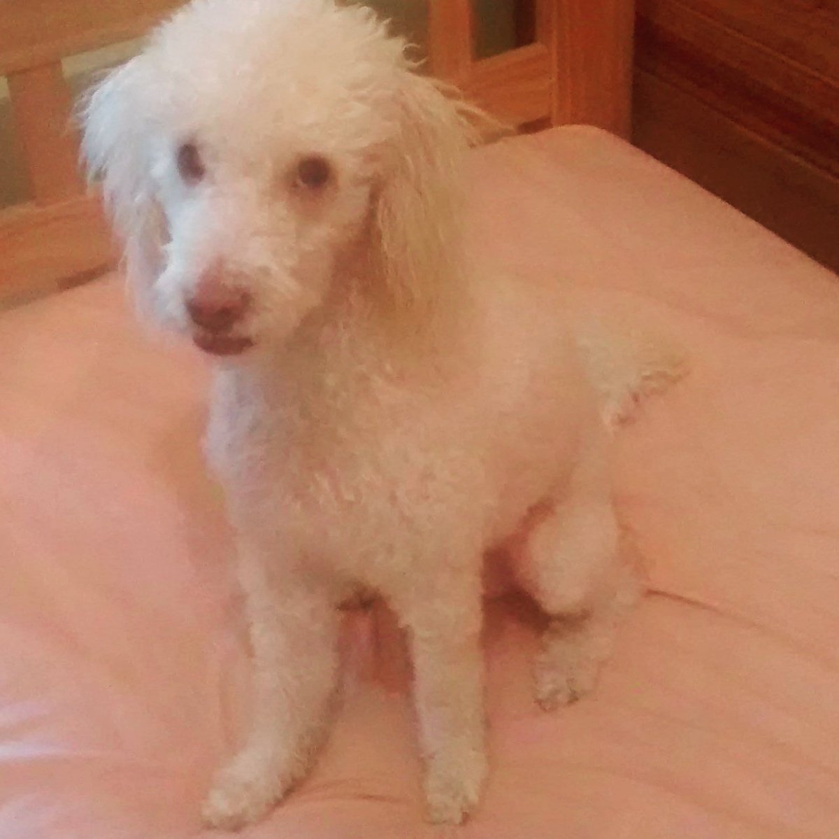 lov347's tweet photo. Cuando terminas de bañar a el perro y t mora con esa cara de pervertido jajajaja 🐩 https://t.co/X5qoA4SqaV