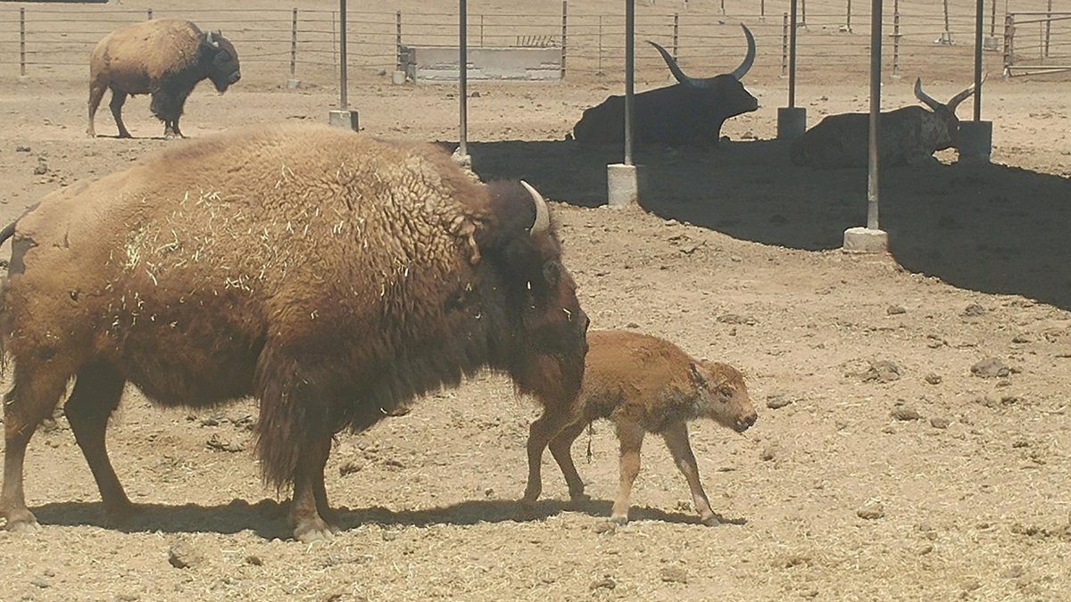 KerrFamilyDairy's tweet photo. This little one arrived yesterday! #babybison #fascinatinganimals https://t.co/uDitpfy6W2