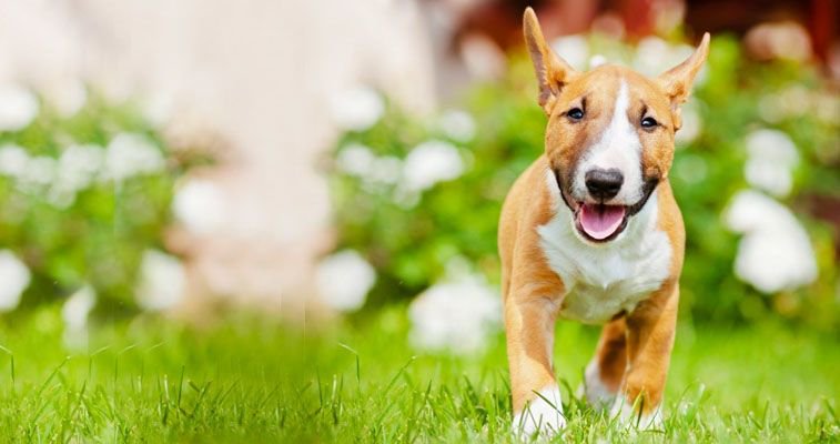 Boston's pet #tech cluster is growing! Check out a few of the companies in this cluster: <a href="/Chewy/">Chewy</a> <a href="/VetXApp/">VetX - Pet Questions</a> <a href="/petsimpl/">petsimpl</a> bit.ly/2pAZsTf