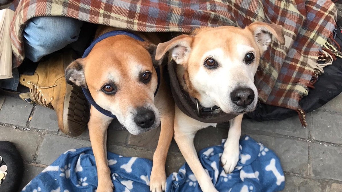 BigIssue's tweet photo. First ever "doggy station" set up in London to help homeless people care for their beloved pets https://t.co/dHZEuwyrj4 https://t.co/IeoP5TatFE