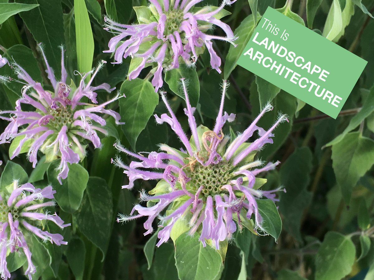 dtls_studio's tweet photo. Have your #pollinator and drink it too! This #native #monarda can be used in teas as well. #WLAM2017 #landarch #ShowMeLandArch #PlantTrivia https://t.co/X3XMZUXZBA