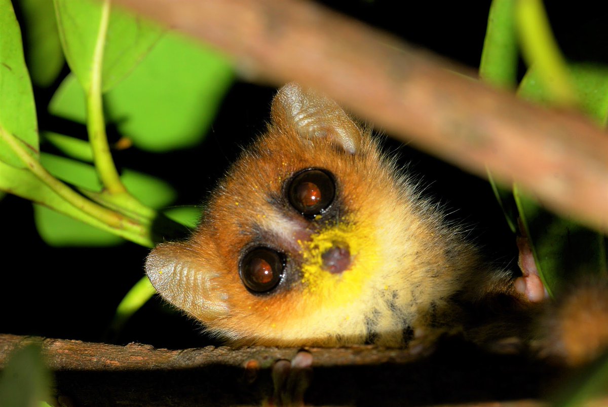 aardvarksafaris's tweet image. A4 Grey Mouse #lemur photographed at night in Madagascar bit.ly/LemursOfMadaga… #africhat © Bush House