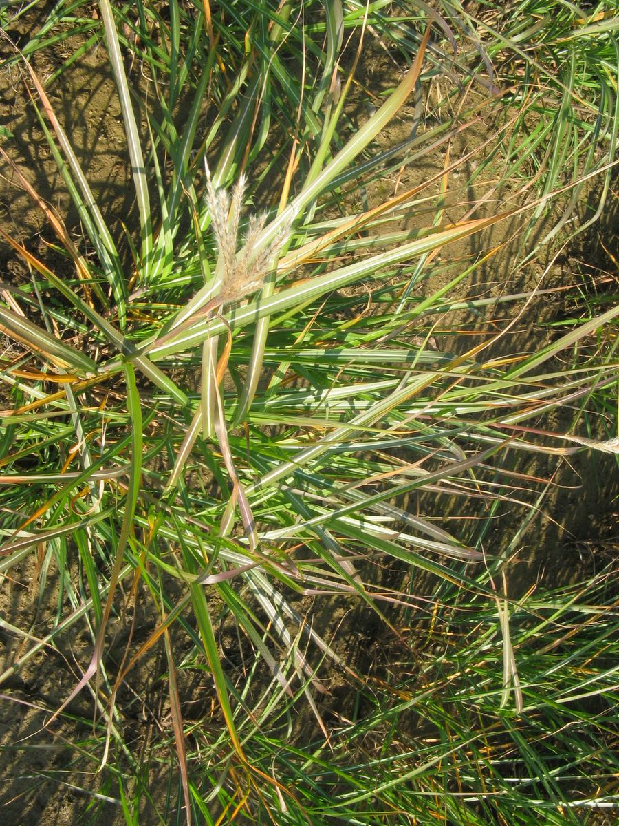 AgEnergy's tweet image. Can you name this #bioenergy crop? Image Credit: Daniel Ciolkosz, Penn State Extension buff.ly/2o6TcRn