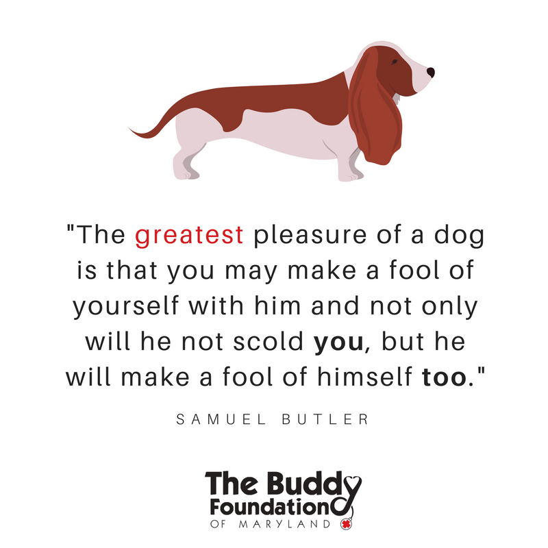 #WednesdayWisdom Your dog will never judge you!