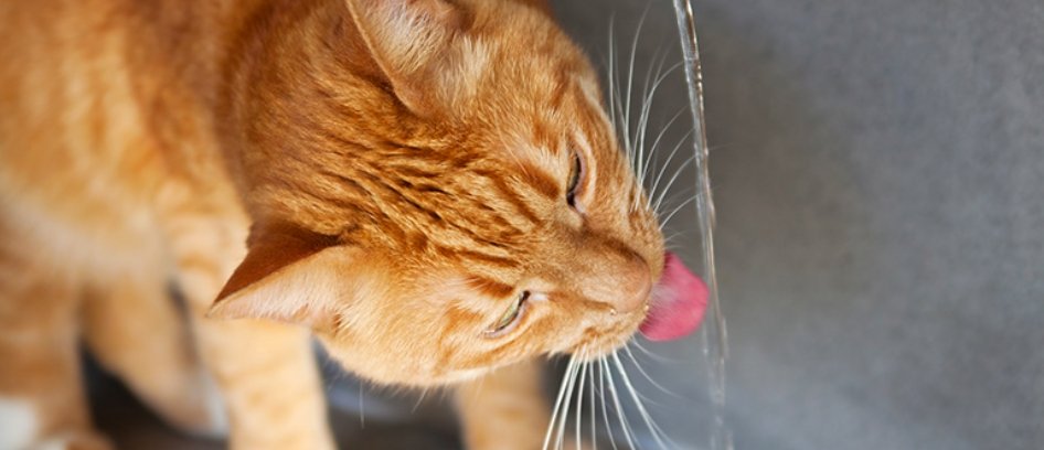 Educhateur's tweet photo. Comprendre la relation de votre chat avec l'eau #chats #comportementfélin #catbehavior  https://t.co/1rb9T9LSnv https://t.co/Qta5YCdGeD