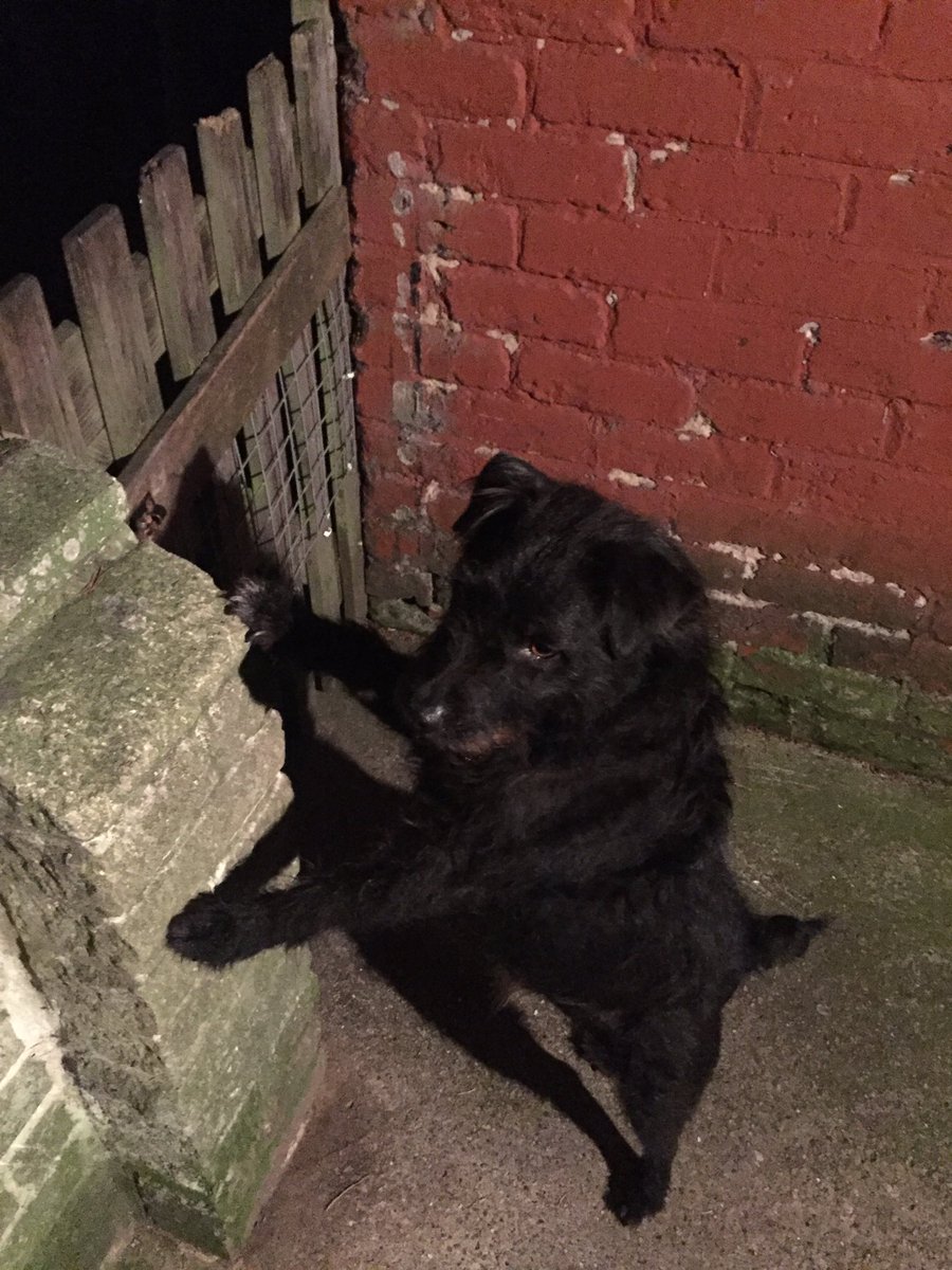 Baxter_Boo_'s tweet image. I hear cats !