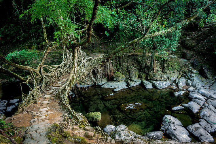 LiveEdge_'s tweet image. Stunning 'Living root bridges' of India are grown, not built and last for centuries.

Amazing! 😲

#Nature #Art #Unique #LiveEdge #Woodland