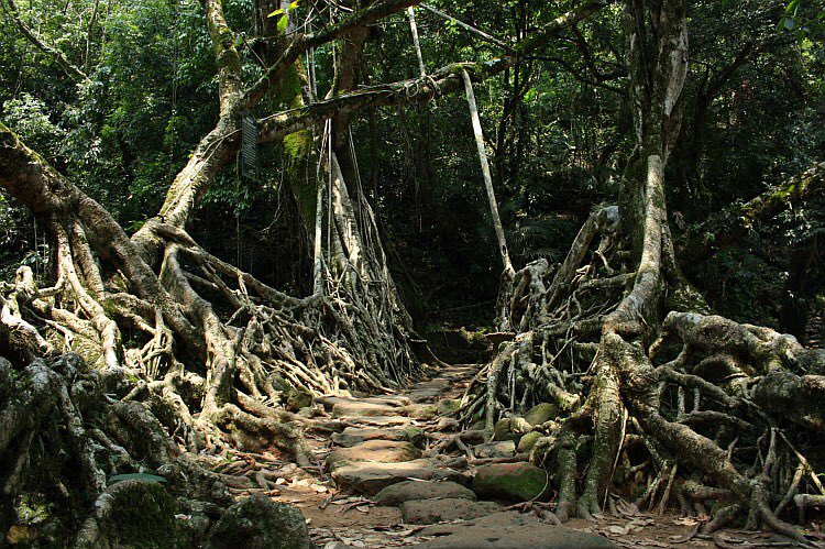 LiveEdge_'s tweet image. Stunning 'Living root bridges' of India are grown, not built and last for centuries.

Amazing! 😲

#Nature #Art #Unique #LiveEdge #Woodland