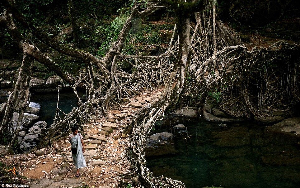 LiveEdge_'s tweet image. Stunning 'Living root bridges' of India are grown, not built and last for centuries.

Amazing! 😲

#Nature #Art #Unique #LiveEdge #Woodland