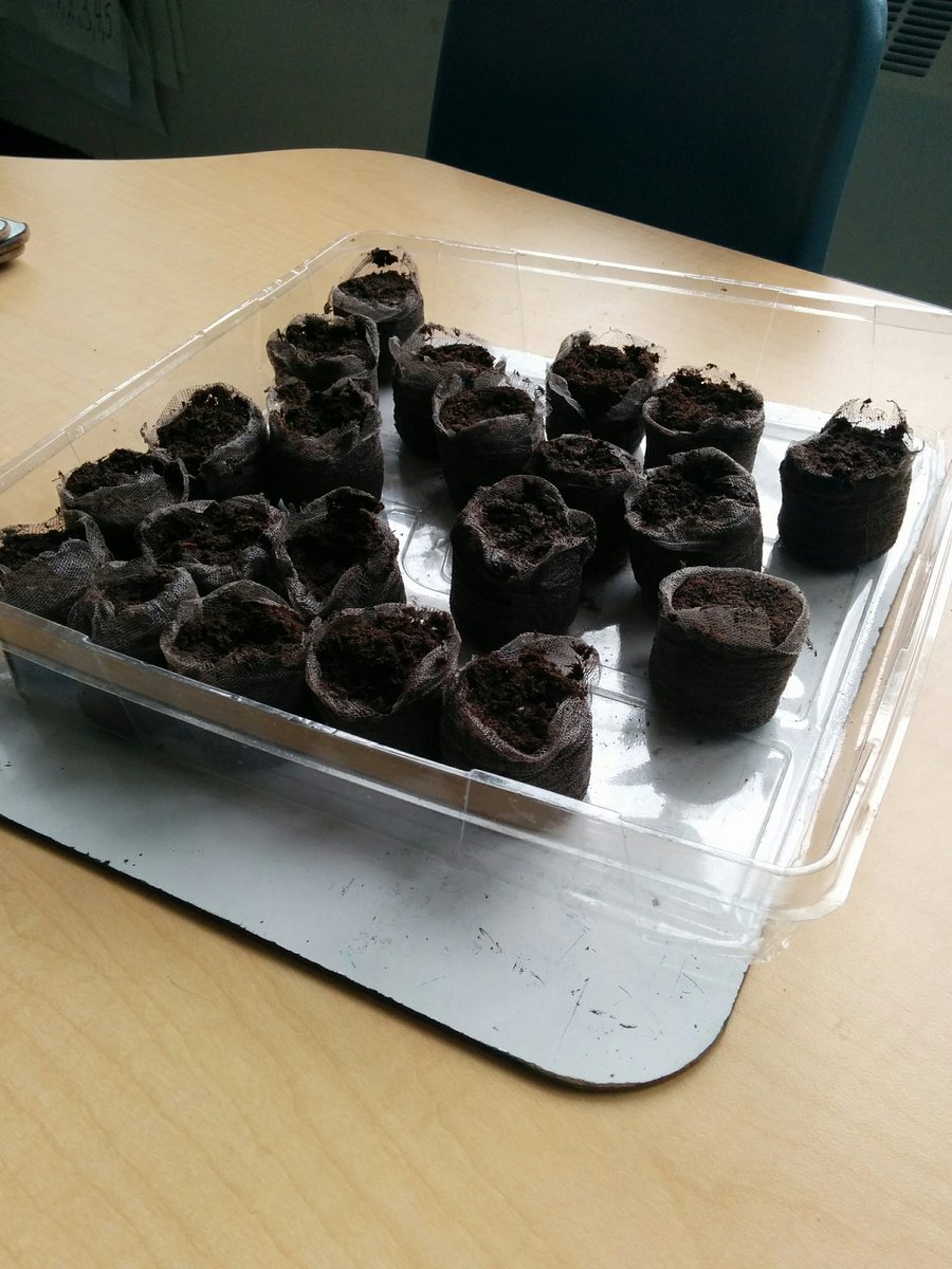 ridgeview1B's tweet photo. Planting peas in 1B!
#earthweekrps https://t.co/fIZRrtuH7x