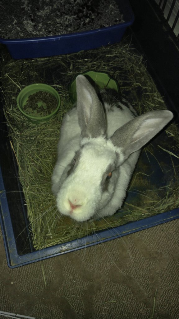 pushdrops's tweet image. Awesome.  Yep, they're our everything.  Here's our latest rescue.  We are only able to keep one at a time &amp;amp; house is bunny proofed!