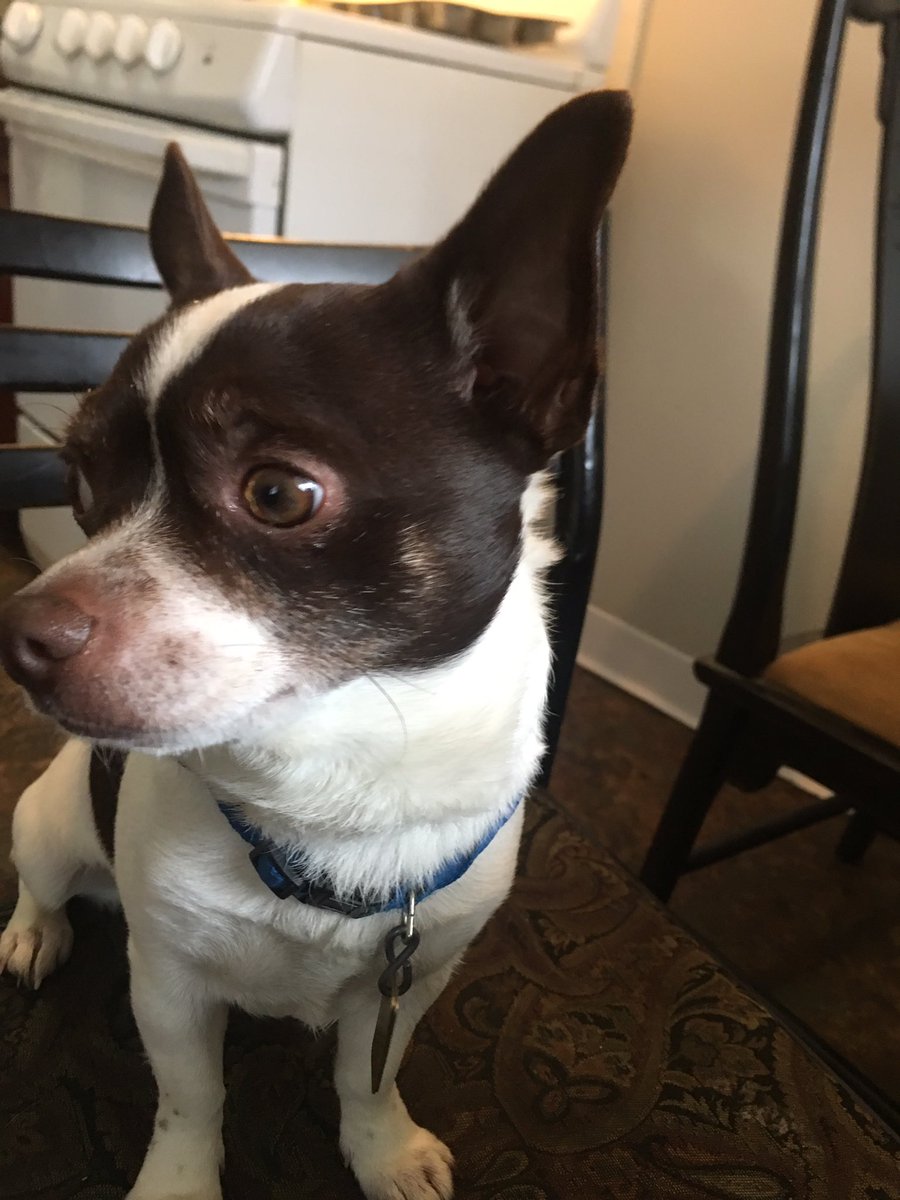 for every retweet i'll pet him and tell him he's a good boy