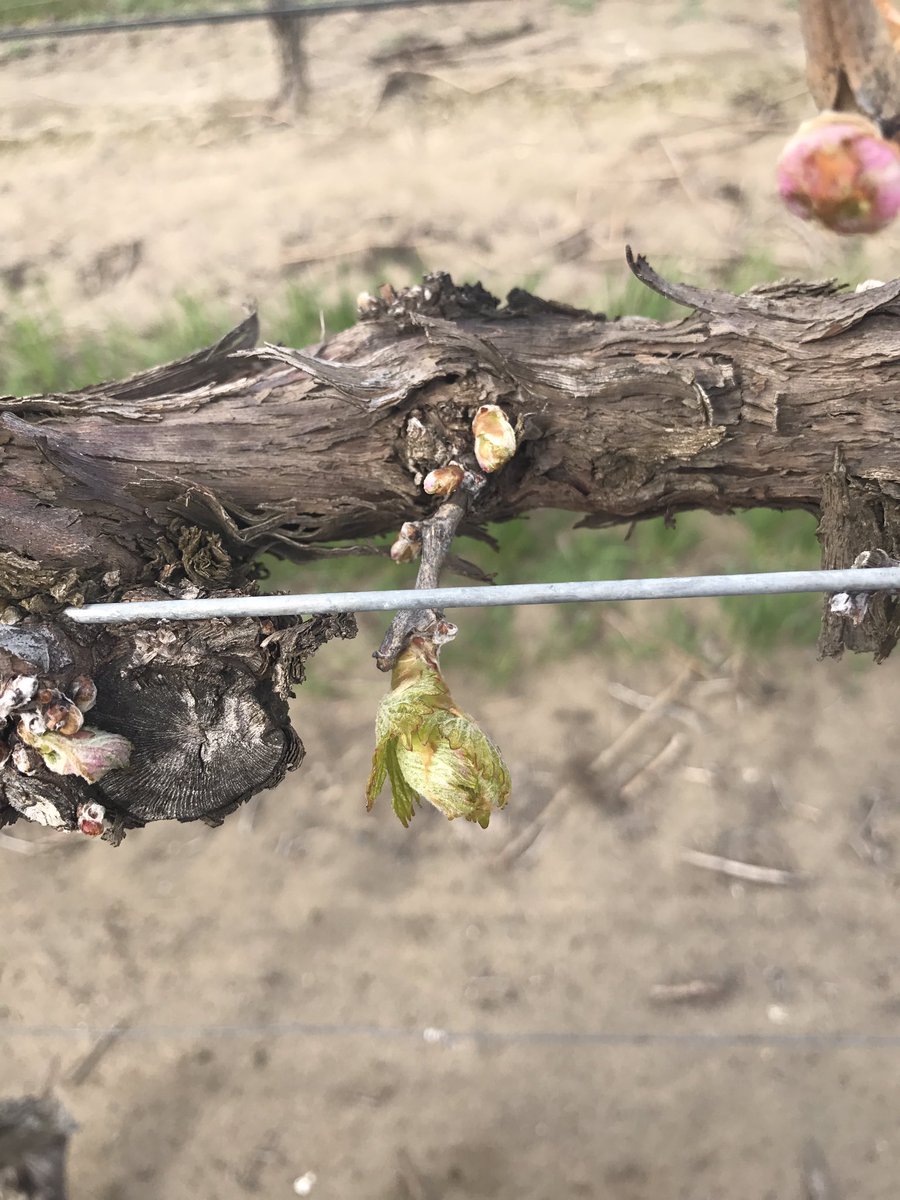 sean2door's tweet photo. Leaves are just starting to show!!! https://t.co/EiggcQXcsF
