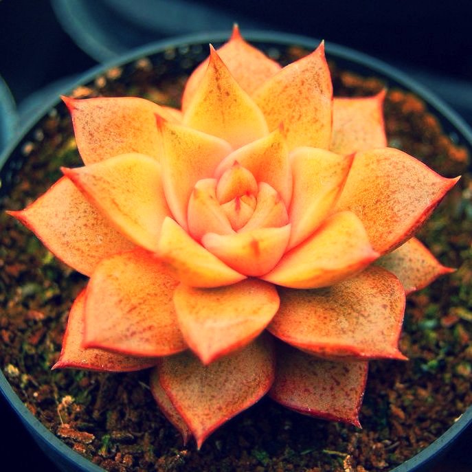 evrgrdn's tweet photo. Echeveria dionysos.
#echeveria #succulent #fire #yellow #garden #trees #plants #herbs #vines #nature #cactus #flora #evrgrdn https://t.co/aulWP4bMrc