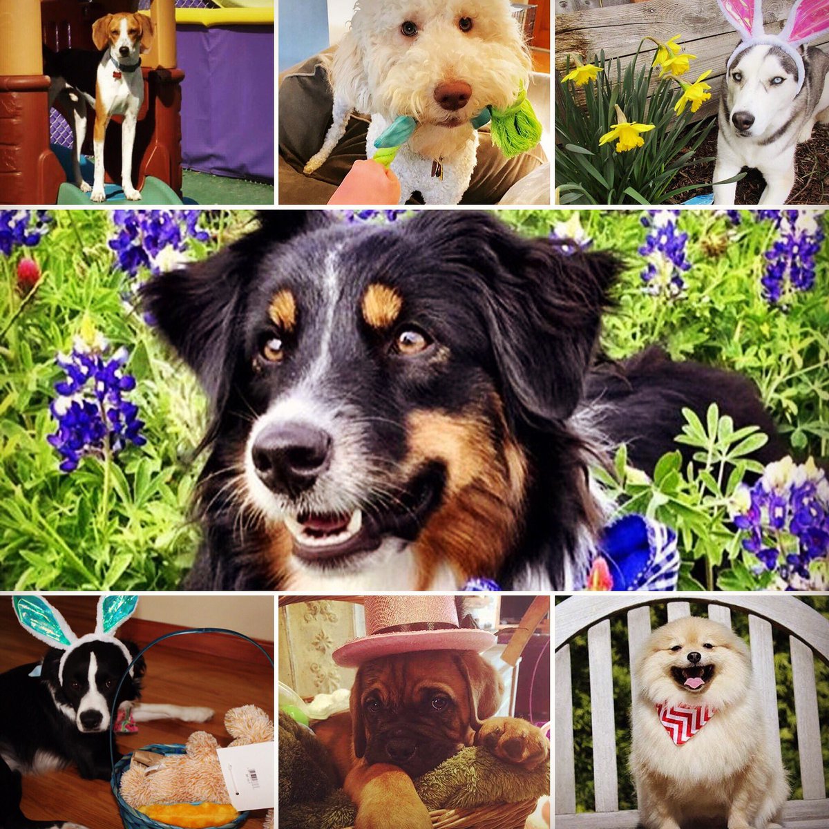 sen5es4pets's tweet photo. Our Pawesome Contest Winners!! #dogs #sen5es4pets https://t.co/rZkGBaoC8f