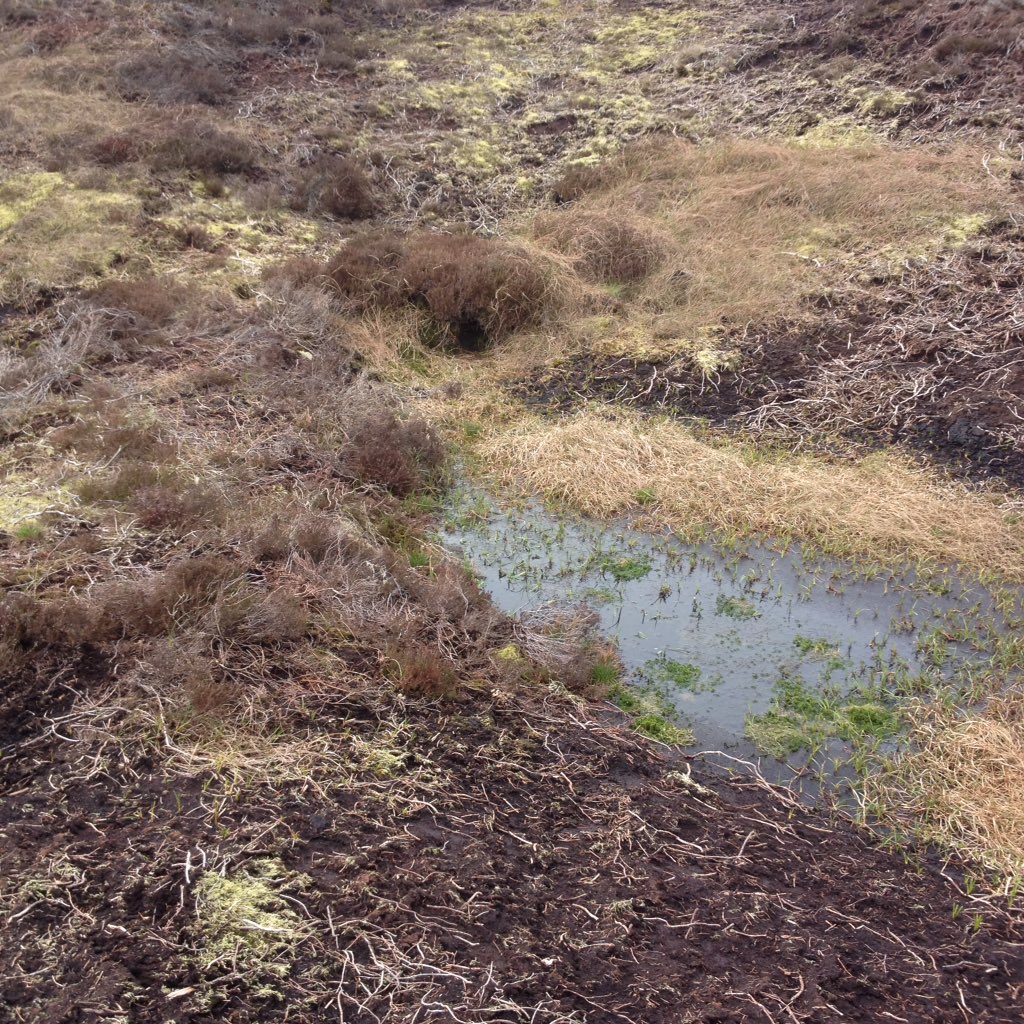 Lancashire Peat (@lancashirepeat) on Twitter photo Sphagnum coming along nicely #biodiversity up on Abbeystead today <a href="/EnvAgencyNW/">Env Agency NW</a> <a href="/forestofbowland/">Forest of Bowland National Landscape</a> @AONBFamily Sphagnum coming along nicely #biodiversity up on Abbeystead today <a href="/EnvAgencyNW/">Env Agency NW</a> <a href="/forestofbowland/">Forest of Bowland National Landscape</a> @AONBFamily