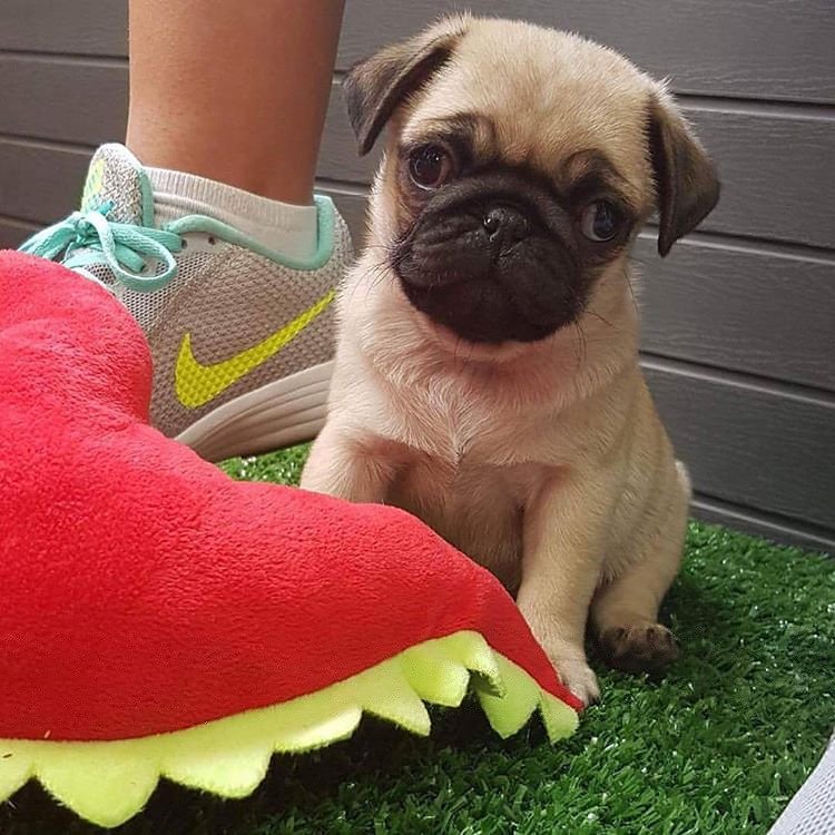 PugDailyClub's tweet image. I would hug it to death!💝

#pugdaily #pugs #pug #cute #puglover