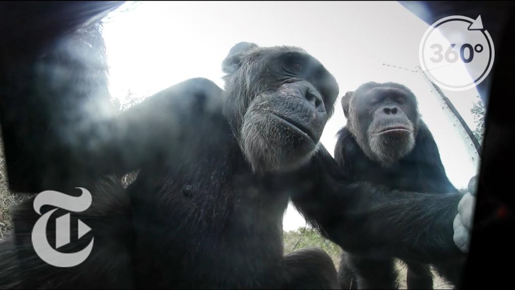 AlbertoVelasco's tweet photo. Looking good and feeling fine. 💋

Chimp selfies in 360° → https://t.co/lQ7EA5zzna by #YouTube via @c0nvey https://t.co/pOcf6ppdeu