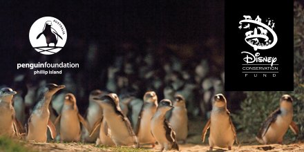 We are honoured to be a Disney Conservation Fund grant recipient. Thank you @DisneyAnimals &amp; @CitizenDisney! #penguin #conservation #science