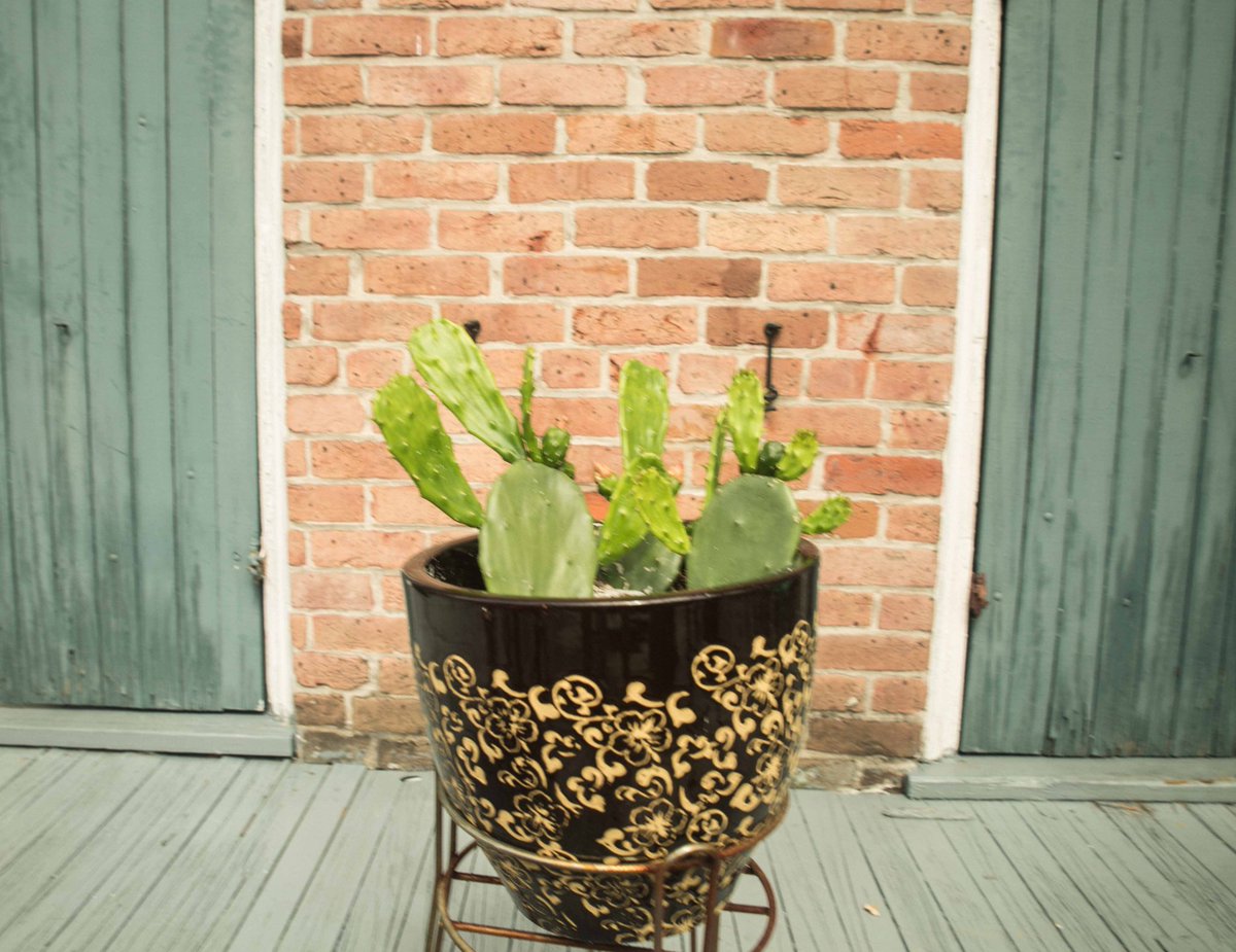 LocalPlantPro's tweet image. Prickly Pears grow on a balcony in the French Quarter. Can cacti survive where you are? 
#askaplantpro #localplantpro