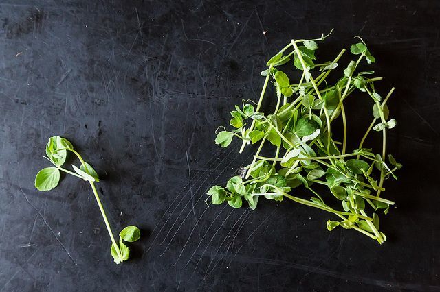 Wondering about #peashoots? "Pea Shoots: The Taste of Spring" f52.co/1QpFIq3 #seasonaleating <a href="/Food52/">Food52</a>