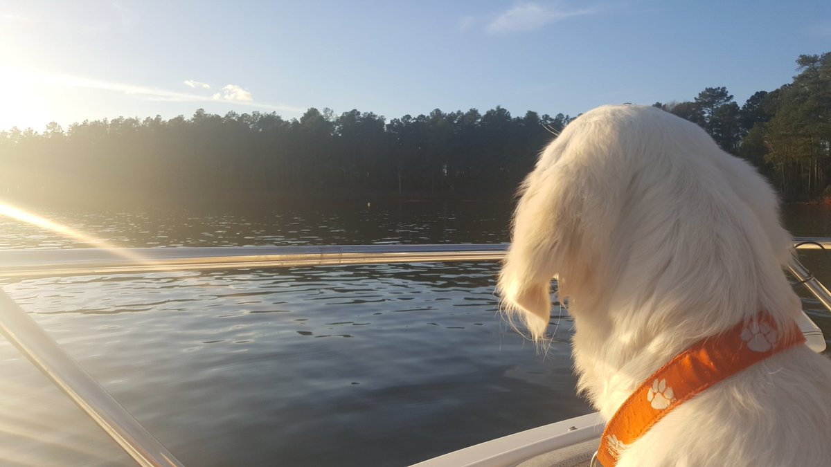 Allen Weed tweet media