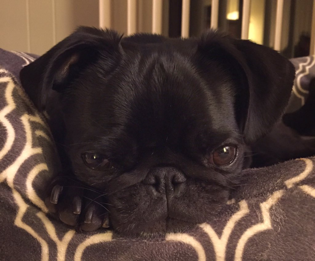 <a href="/HamiltonPug/">Hamilton Pug</a> Gwen here from Raleigh, NC for #pugchat