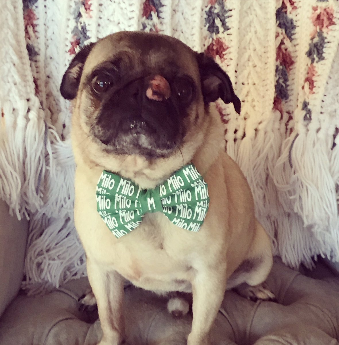 Hey #PugChat peeps! <a href="/pugsquadsos/">The Pug Squad</a> is hosting a fundraiser for our hospice foster Milo's cancer care- check it out 💗- pamperedchef.com/pws/gailfrankl…