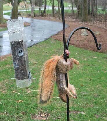 Little_julesw's tweet photo. And you thought you were having a bad day. #nuts #caught #robbery https://t.co/K4CsTPIq78
