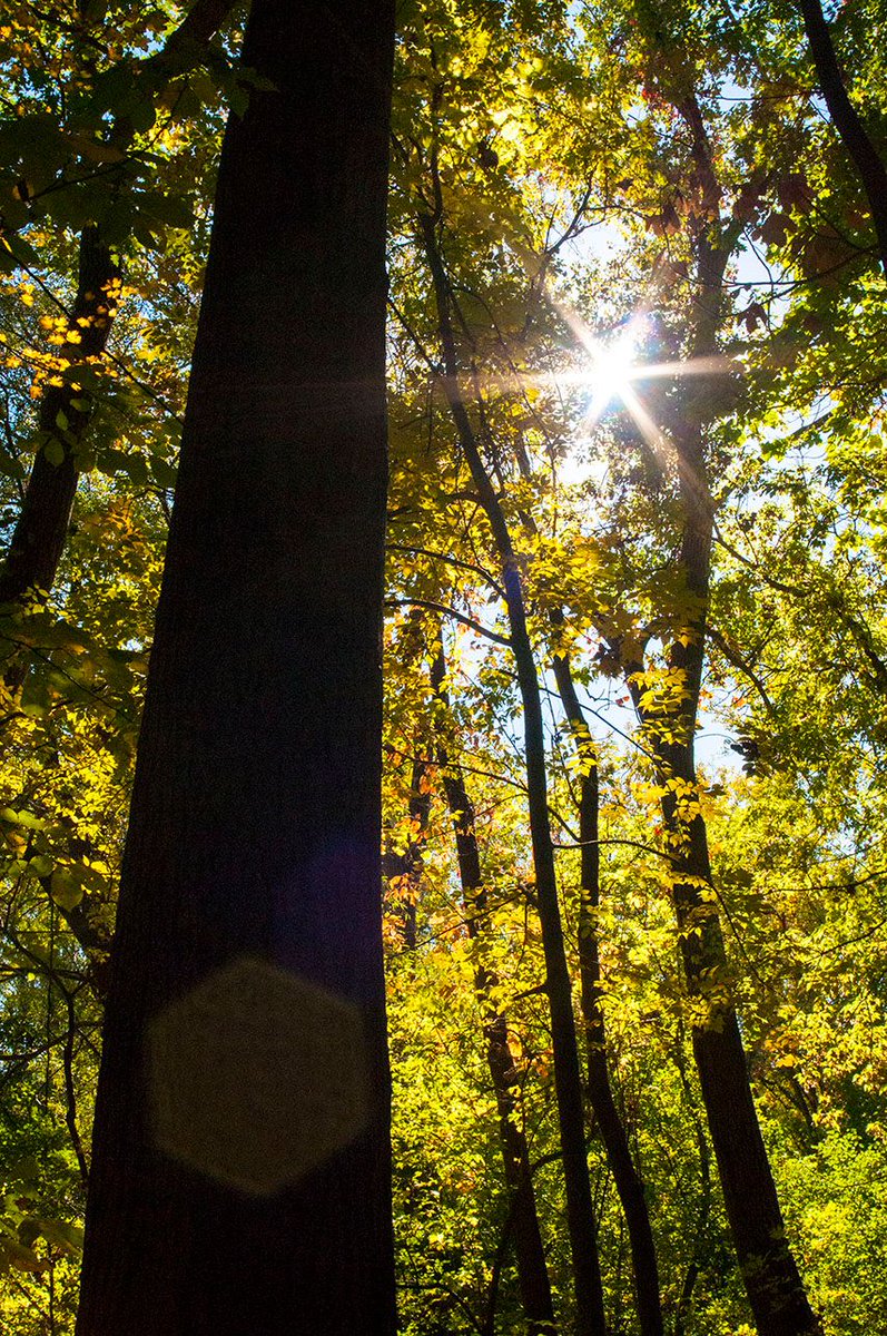 LynetteStudios's tweet photo. #tryonpark #tryon #autumn #leftovers #nature #hike #roc #iloveny #adventure #rochesterny #naturephotography #rochesternyphotography #ny https://t.co/AANt1XysM0