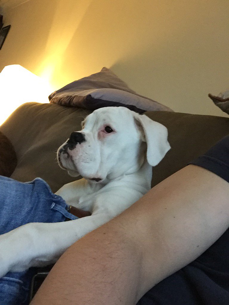 StormTheBoxer's tweet image. These guys on me and my dog look like they're having fun! 😇 I'd like a go please?!