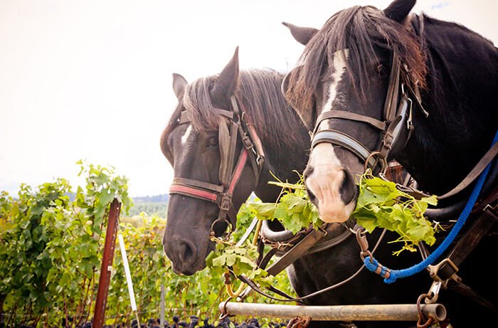 #Wine Guru🍷 tweet media