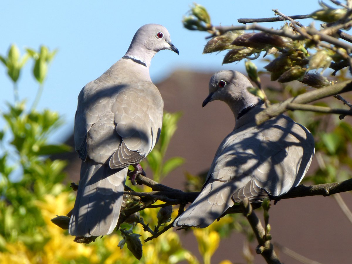 MyBirdBeeGarden's tweet photo. Lovey Doves. Pair of #CollardDoves https://t.co/MW1cyj5Vut