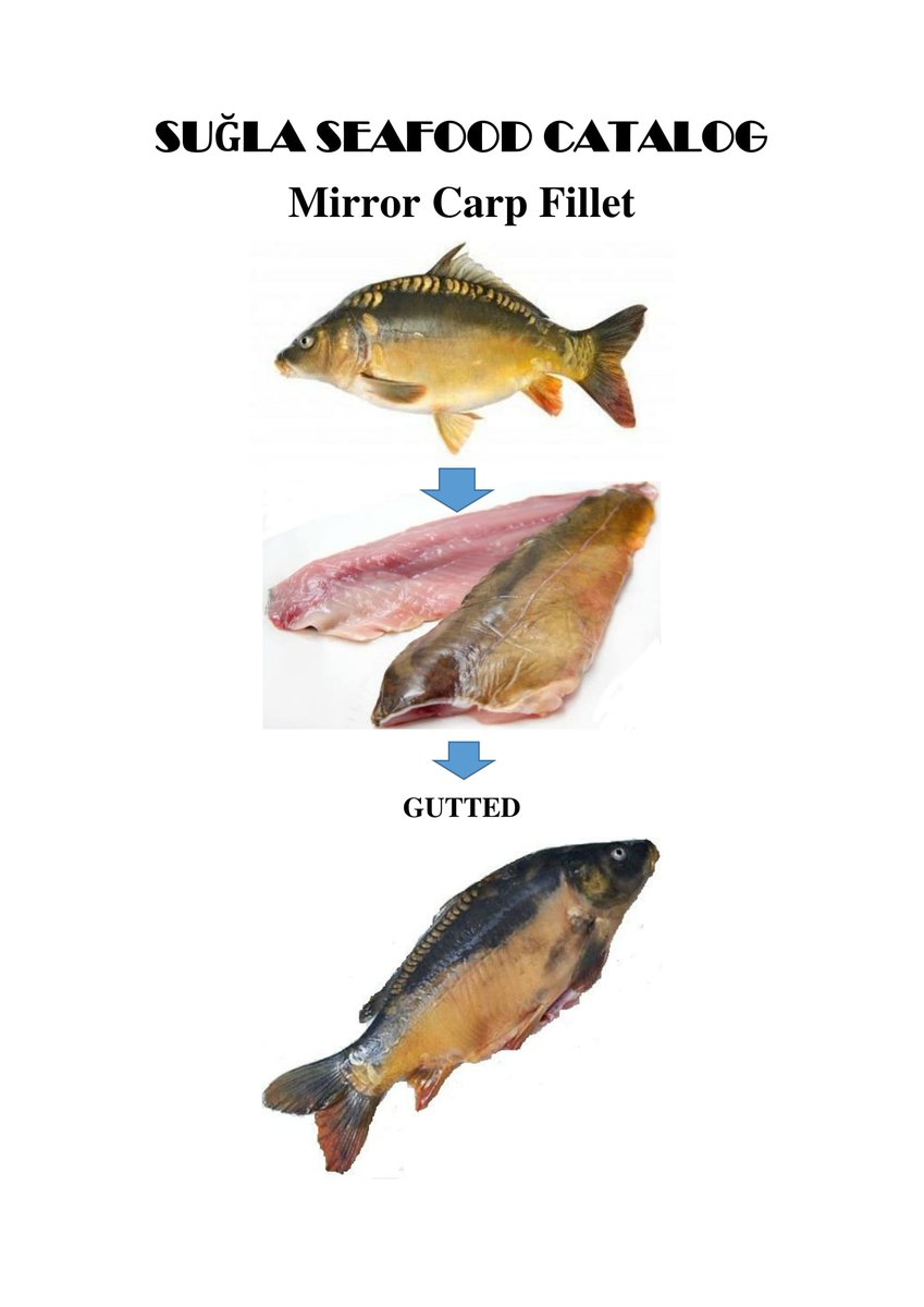 suglafish's tweet photo. By season Fillet and cleaned GUTTED
-Anchovy 
-Perch 
-Carp
-Crucian Carp
-Trout
-Sea bream
-Sea bass
-Pike Perch
-Perca
-Tench(Tinca Tinca) https://t.co/qfnIQHxEdV