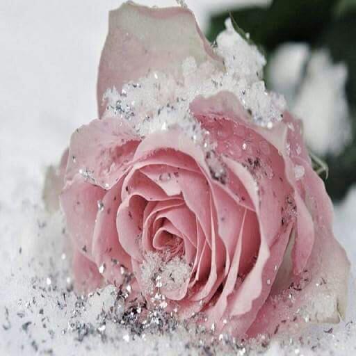 waheed_ye's tweet photo. @awtardesigns الله يبارك فيكم أجمل قيثاروة https://t.co/5M3qmhekx1