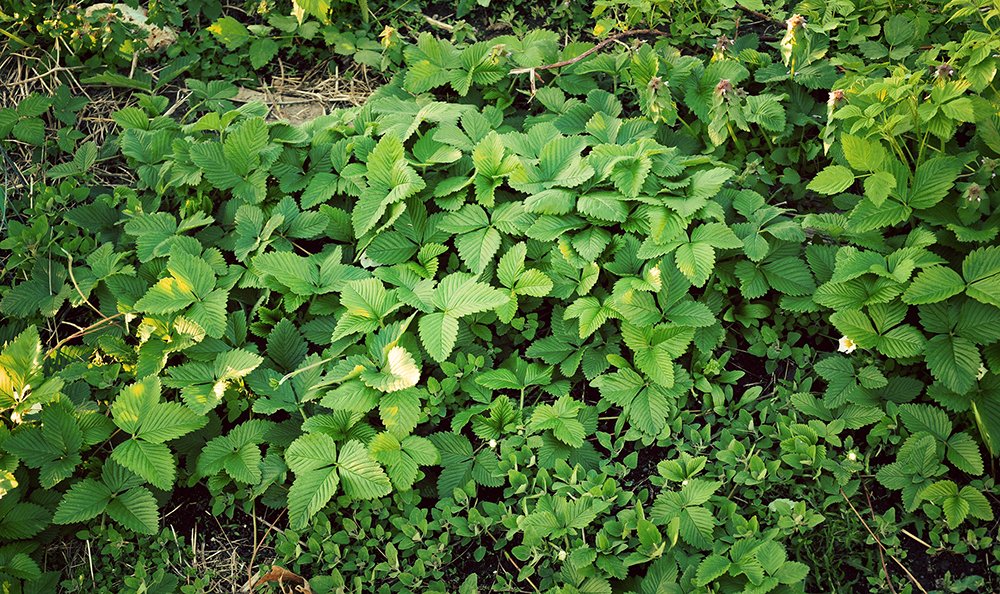 Baker Creek Seeds on Twitter "Yes, our scarlet strawberries are